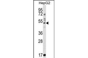 TRIM11 Antibody (C-term) (ABIN657207 and ABIN2846320) western blot analysis in HepG2 cell line lysates (35 μg/lane). (TRIM11 抗体  (C-Term))