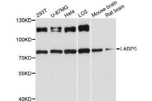 Western blot analysis of extracts of various cell lines, using LARP5 antibody (ABIN6294144) at 1:3000 dilution. (LARP4B 抗体)