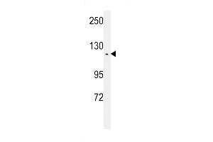 Western blot analysis of TSH2 Antibody (N-term) (ABIN651481 and ABIN2840262) in CEM cell line lysates (35 μg/lane). (THNSL2 抗体  (N-Term))