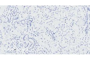 Immunohistochemistry (IHC) image for anti-Atrial Natriuretic Peptide Receptor 3 (NPR3) (AA 520-533) antibody (ABIN870670)