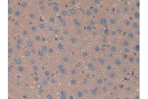 Detection of Hpt in Rat Liver Tissue using Polyclonal Antibody to Haptoglobin (Hpt)