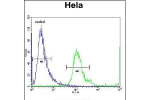 Flow cytometric analysis of Hela cells (right histogram) compared to a negative control cell (left histogram). (MBNL2 抗体  (C-Term))