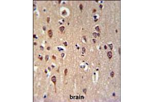 GRPR Antibody IHC analysis in formalin fixed and paraffin embedded brain tissue followed by peroxidase conjugation of the secondary antibody and DAB staining. (Gastrin-Releasing Peptide 抗体  (AA 123-152))