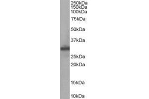 ABIN185289 staining (0. (FHL1 抗体  (Internal Region))
