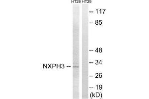 Western Blotting (WB) image for anti-Neurexophilin 3 (NXPH3) (Internal Region) antibody (ABIN1851686) (NXPH3 抗体  (Internal Region))