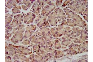IHC image of ABIN7173941 diluted at 1:800 and staining in paraffin-embedded human pancreatic tissue performed on a Leica BondTM system. (C10orf2 抗体  (AA 559-684))