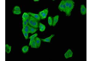 Immunofluorescence staining of HepG2 cells with ABIN7151723 at 1:100, counter-stained with DAPI. (ENTR1 (AA 121-230) 抗体)