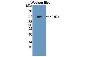 Western Blotting (WB) image for anti-Hemochromatosis Type 2 (Juvenile) (HFE2) (AA 234-416) antibody (ABIN3201658) (HFE2 抗体  (AA 234-416))