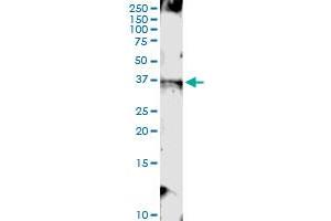 Immunoprecipitation of TMEM115 transfected lysate using anti-TMEM115 MaxPab rabbit polyclonal antibody and Protein A Magnetic Bead , and immunoblotted with TMEM115 MaxPab mouse polyclonal antibody (B01) . (TMEM115 抗体  (AA 1-351))