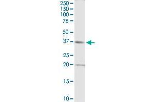 Western Blotting (WB) image for anti-DNA Repair Protein Homolog 1 (RAD51) (AA 1-339) antibody (ABIN519605)