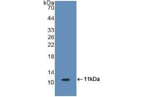 Western blot analysis of recombinant Mouse S100A8. (S100A8 抗体  (AA 1-89))