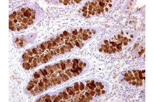 IHC-P Image IL16 antibody [C3], C-term detects IL16 protein at secreted on human normal colon by immunohistochemical analysis. (IL16 抗体  (C-Term))