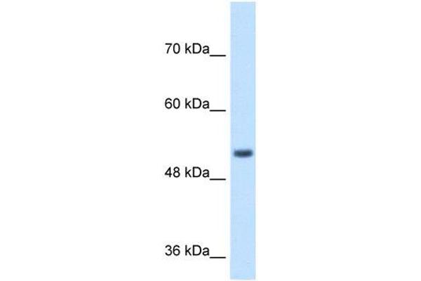 SPPL2B 抗体  (N-Term)