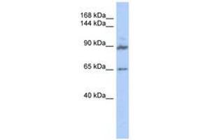 Image no. 1 for anti-G Protein-Coupled Receptor Associated Sorting Protein 2 (GPRASP2) (AA 539-588) antibody (ABIN6741147) (GPRASP2 抗体  (AA 539-588))
