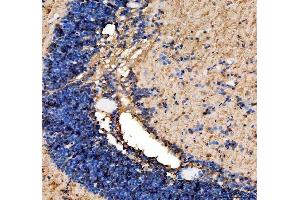 IHC analysis of Zebrafish AGO4 using anti-Zebrafish AGO4 antibody (AZK4IAH1).