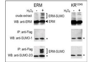 Image no. 2 for anti-Small Ubiquitin Related Modifier Protein 1 (SUMO1) (C-Term) antibody (ABIN356734) (SUMO1 抗体  (C-Term))