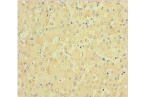 Immunohistochemistry of paraffin-embedded human liver tissue using ABIN7147993 at dilution of 1:100 (Factor XI 抗体  (AA 19-387))