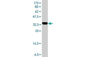 Western Blot detection against Immunogen (36. (PGK1 抗体  (AA 321-417))