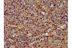 IHC image of ABIN7166324 diluted at 1:200 and staining in paraffin-embedded human adrenal gland tissue performed on a Leica BondTM system. (GPR177/WLS 抗体  (AA 123-232))