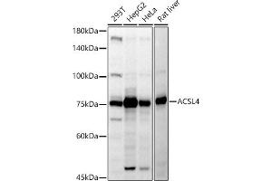 Western blot analysis of extracts of various cell lines, using  antibody (ABIN6129864, ABIN6136458, ABIN6136459 and ABIN6222564) at 1:500 dilution. (ACSL4 抗体  (AA 1-280))