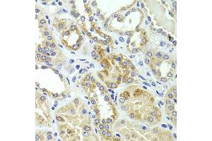 Immunohistochemistry of paraffin-embedded human kidney using HMGCL antibody at dilution of 1:100 (x40 lens). (HMGCL 抗体)