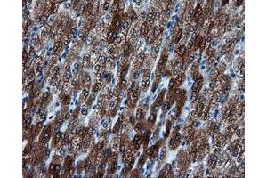 Immunohistochemical staining of paraffin-embedded liver tissue using anti-BHMT mouse monoclonal antibody. (BHMT 抗体)