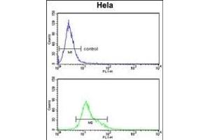 TNFRSF10D Antibody (Center) (ABIN653479 and ABIN2842899) flow cytometry analysis of Hela cells (bottom histogram) compared to a negative control cell (top histogram). (DcR2 抗体  (AA 252-278))