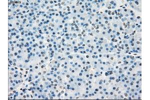 Immunohistochemical staining of paraffin-embedded Kidney tissue using anti-PORmouse monoclonal antibody. (POR 抗体)