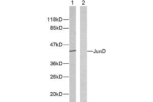 Western blot analysis of extracts from HeLa cells using JunD (Ab-255) antibody (#B7137). (JunD 抗体  (Ser255))