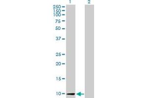 Western Blot analysis of CCL26 expression in transfected 293T cell line by CCL26 MaxPab polyclonal antibody. (CCL26 抗体  (AA 1-94))