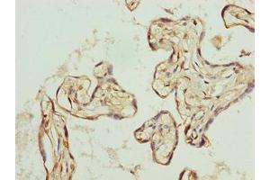 Immunohistochemistry of paraffin-embedded human placenta tissue using ABIN7162475 at dilution of 1:100 (TRIP13 抗体  (AA 181-390))