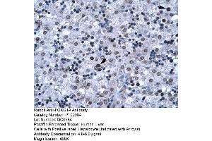 Human Liver (FOXG1 抗体  (N-Term))