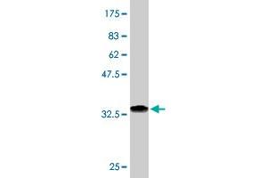 Western Blot detection against Immunogen (37. (FBLIM1 抗体  (AA 270-373))