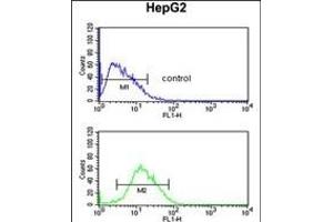 RP16 Antibody (C-term) (ABIN652189 and ABIN2840724) flow cytometric analysis of HepG2 cells (bottom histogram) comred to a negative control cell (top histogram). (PARP16 抗体  (C-Term))