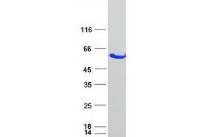 Western Blotting (WB) image for Glucosidase, Beta, Acid 3 (Cytosolic) (GBA3) (Transcript Variant 1) protein (Myc-DYKDDDDK Tag) (ABIN2712412)