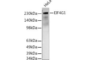 Western Blotting (WB) image for anti-Eukaryotic Translation Initiation Factor 4 Gamma, 1 (EIF4G1) (AA 400-500) antibody (ABIN6140094)