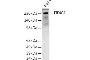 Western blot analysis of extracts of HeLa cells, using EIF4G1 antibody (ABIN6134647, ABIN6140094, ABIN6140095 and ABIN6223456) at 1:500 dilution. (EIF4G1 抗体  (AA 400-500))
