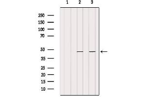 Western blot analysis of extracts from Hela, using DNMT3L Antibody.