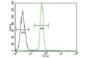 CREB antibody flow cytometric analysis of A549 cells (green) compared to a negative control (blue). (CREB1 抗体  (AA 105-132))