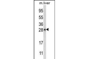 Western blot analysis of QDPR Antibody (C-term) (ABIN652787 and ABIN2842516) in mouse liver tissue lysates (35 μg/lane).