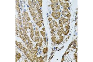 Immunohistochemistry of paraffin-embedded human stomach using CHRFA antibody (ABIN6131933, ABIN6138559, ABIN6138561 and ABIN6223818) at dilution of 1:100 (40x lens). (CHRFAM7A 抗体  (AA 1-150))