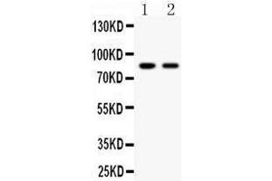 Anti- Mitofusin-2 Picoband antibody, Western blotting All lanes: Anti Mitofusin-2  at 0. (MFN2 抗体  (AA 601-757))