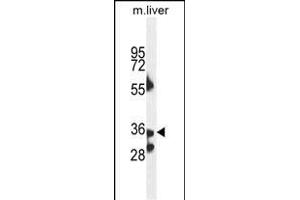 B3GNT4 Antaibody (Center) (ABIN654653 and ABIN2844349) western blot analysis in mouse liver tissue lysates (35 μg/lane). (B3GNT4 抗体  (AA 233-260))