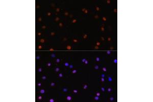 Immunofluorescence (IF) image for anti-COP9 Constitutive Photomorphogenic Homolog Subunit 5 (Arabidopsis) (COPS5) (AA 1-334) antibody (ABIN6138883)