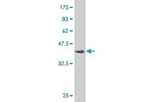 Western Blotting (WB) image for anti-Pentraxin 3 (PTX3) (AA 282-380) antibody (ABIN562539)