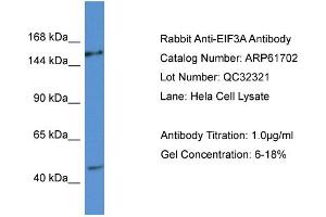 Western Blotting (WB) image for anti-Eukaryotic Translation Initiation Factor 3 Subunit A (EIF3A) (C-Term) antibody (ABIN786472) (EIF3A 抗体  (C-Term))