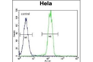 RP1 Antibody (N-term) (ABIN390353 and ABIN2840765) flow cytometric analysis of Hela cells (right histogram) comred to a negative control cell (left histogram).