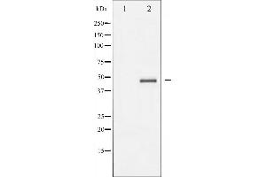 Western blot analysis of Aurora Kinase expression in serum treated 293 whole cell lysates,The lane on the left is treated with the antigen-specific peptide.