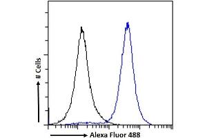 (ABIN6391353) Flow cytometric analysis of paraformaldehyde fixed A431 cells (blue line), permeabilized with 0. (IRF4 抗体  (AA 393-407))
