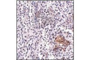 Immunohistochemistry of SHOC2 in human spleen tissue with this product at 5 μg/ml. (SHoc2/Sur8 抗体  (N-Term))
